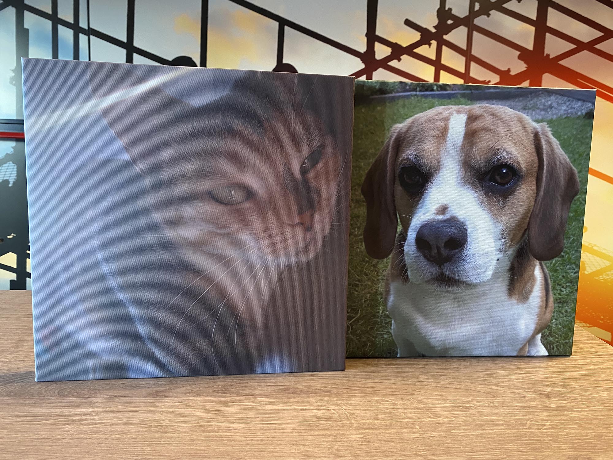 Foto's van huisdieren